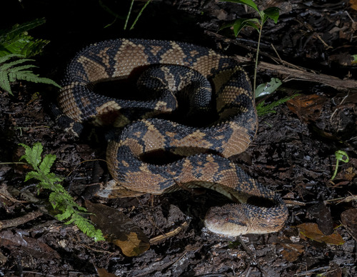 South American Bushmaster