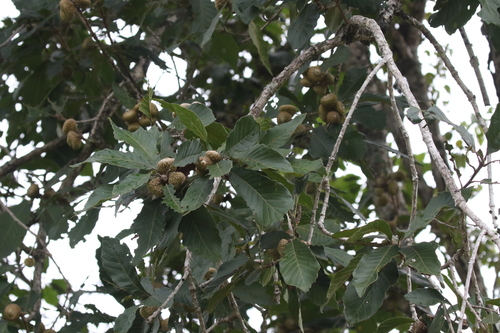 Quercus bumelioides image