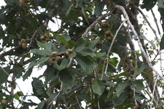 Image of Quercus bumelioides