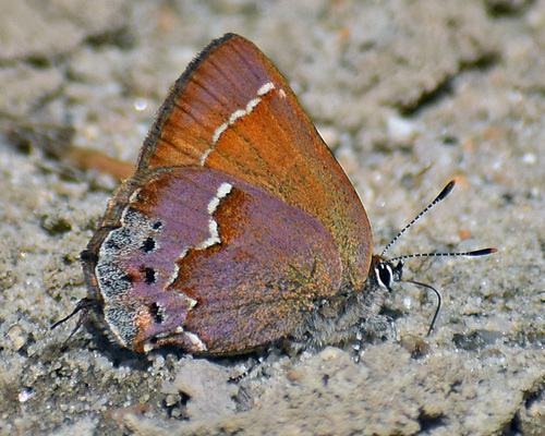 Juniper Hairstreak