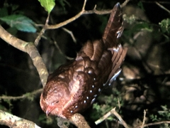 Steatornis caripensis image