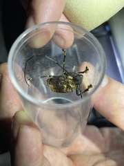 Image of Polyrhaphis batesi