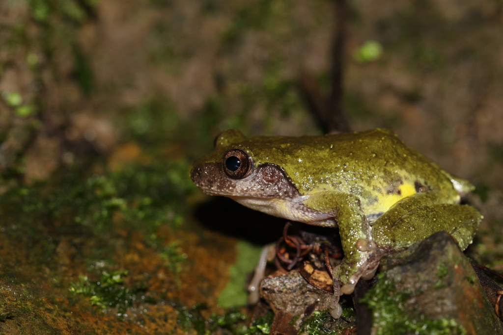 Eiffinger's Tree Frog in August 2021 by louislo · iNaturalist