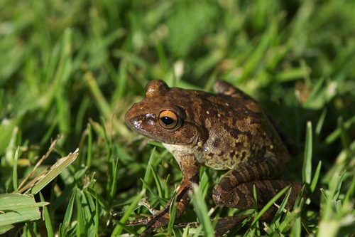 Goudot's Bright-eyed Frog