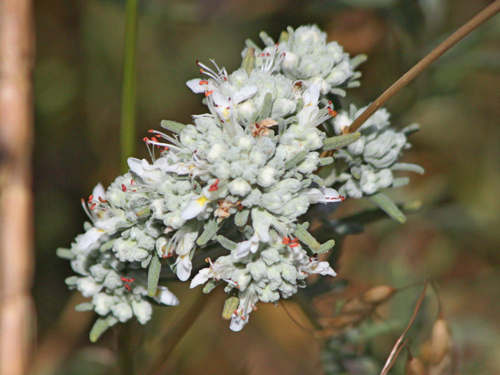 Felty Germander
