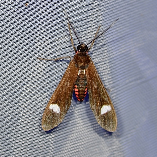 Uranophora albimaculata
