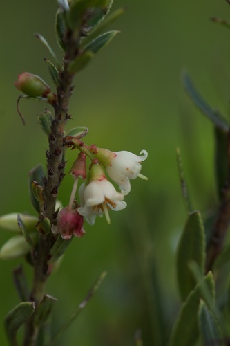 Vaccinium madagascariense