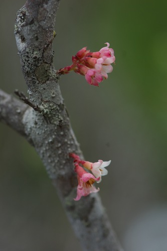 Vaccinium madagascariense