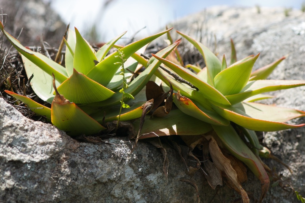 Photos of Aloe manandonae  iNaturalist