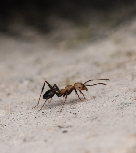 Pheidole sharpiPheidole sharpi