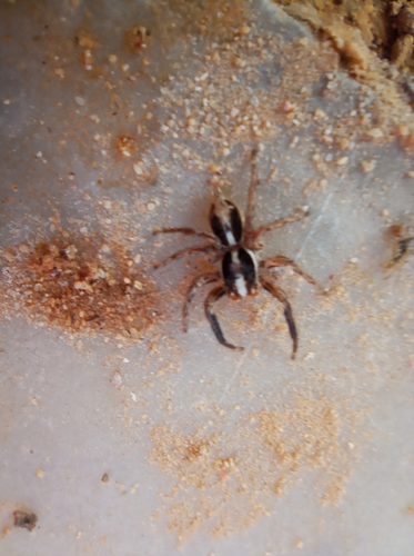 Pantropical Jumping Spider