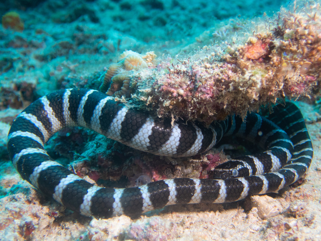 Chinese Sea Krait in February 2022 by Aleš Buček · iNaturalist