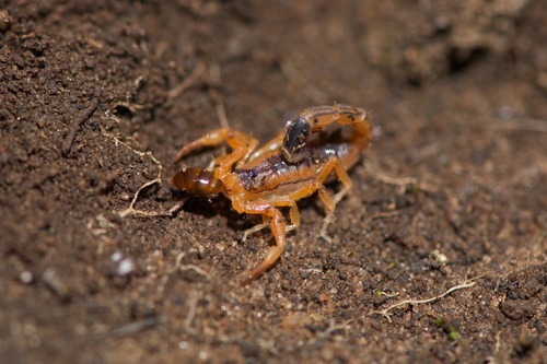 Teruelius limbatus