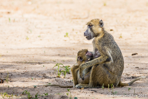 Yellow Baboon