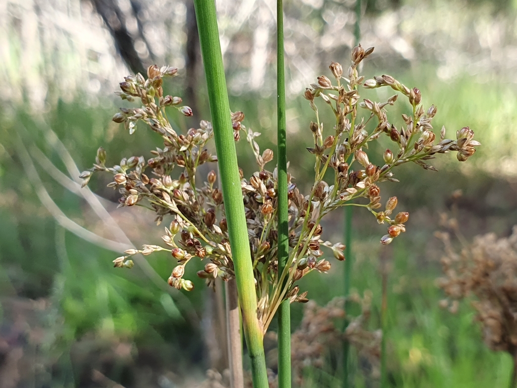 Juncus continuus from Constellation Way Nature Reserve, Wynnum ...