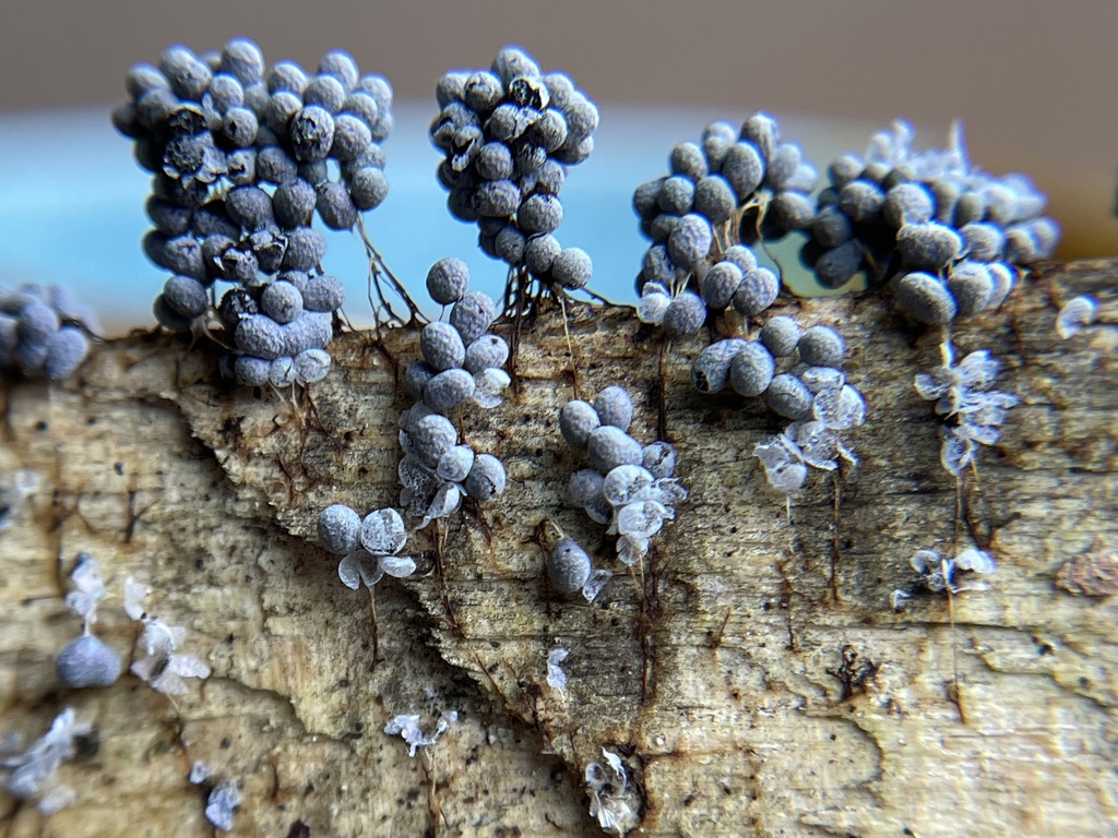 Badhamia utricularis from Camp Long, Seattle, WA, US on February 19 ...