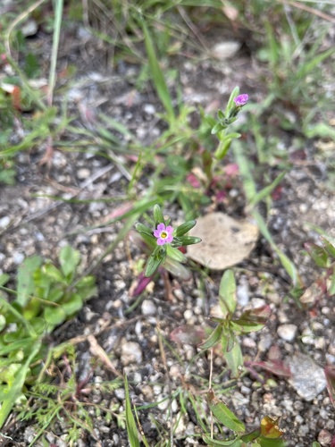 iNaturalist observation photo of slender phlox
