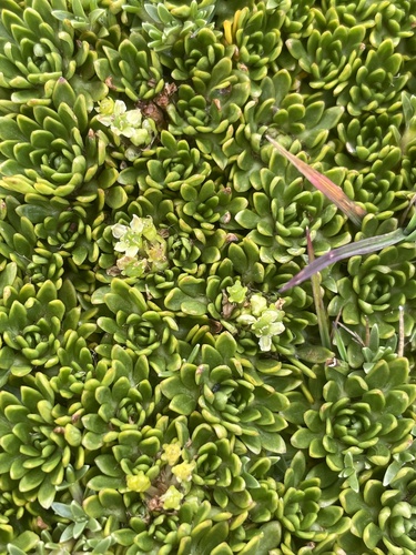 Azorella aretioides
