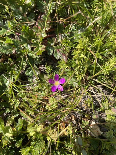 iNaturalist observation photo of redmaids