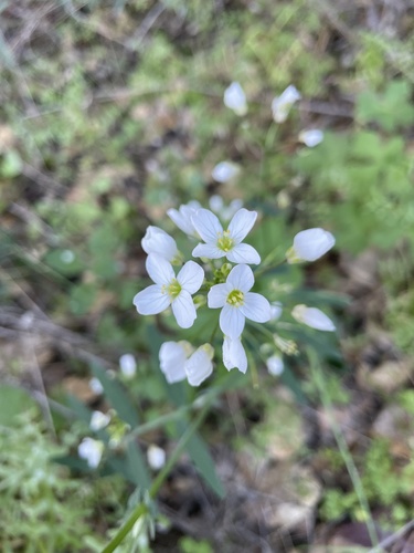 iNaturalist observation photo of milkmaids