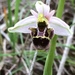 Ophrys × minuticauda - Photo (c) Henk Wallays, todos los derechos reservados, subido por Henk Wallays