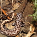 Taichu Salamander - Photo (c) louislo, all rights reserved, uploaded by louislo