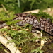 Taichu Salamander - Photo (c) louislo, all rights reserved, uploaded by louislo