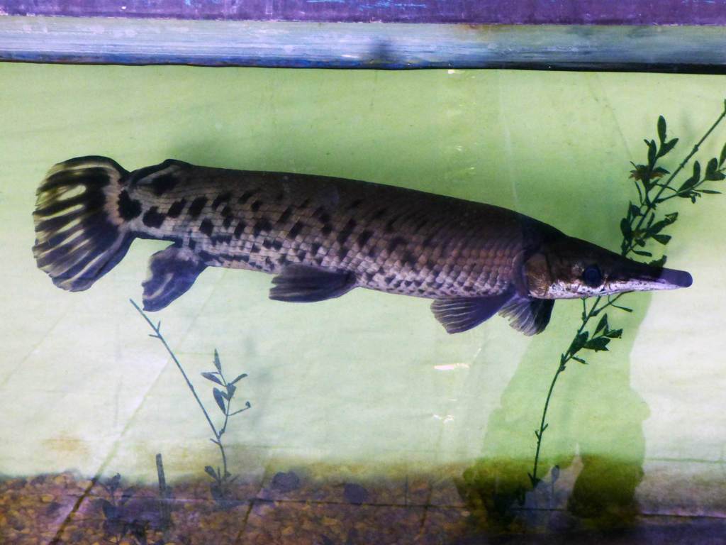 tropical gar