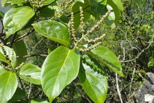 Premna bracteata
