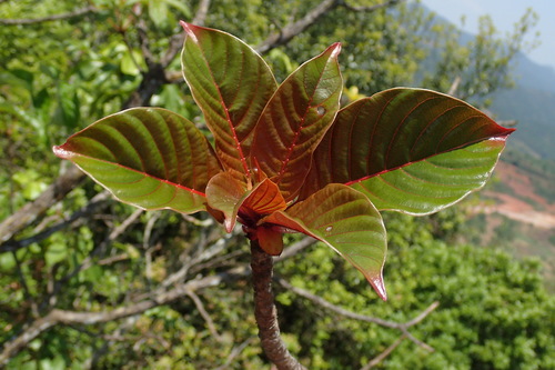 Bouea haplophylla