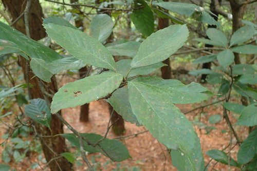 Yunnan evergreen oak (Quercus schottkyana)