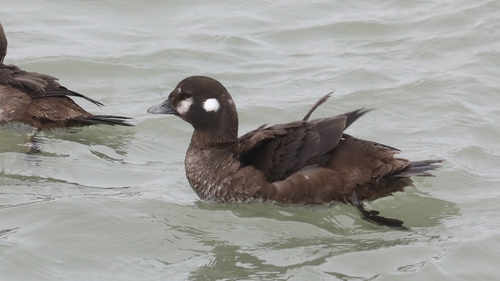 Harlequin Duck