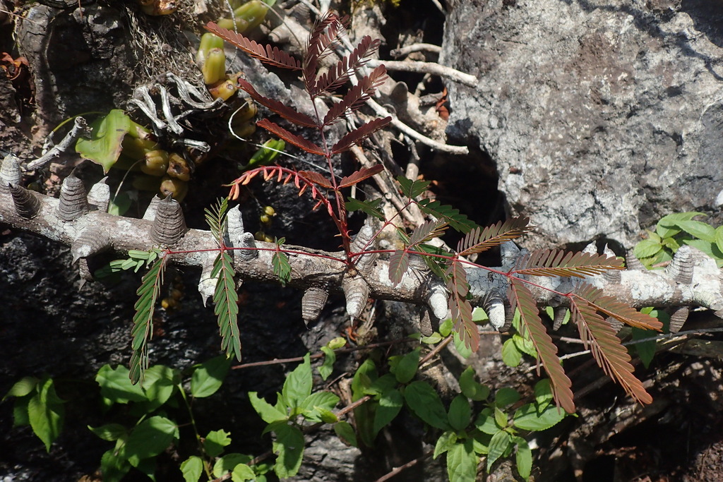 Moullava digyna (Moullava digyna)