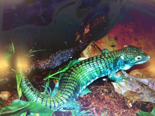 Anzuetoi Arboreal Alligator Lizard