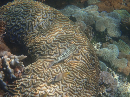 Lined Monocle Bream — seen at this dive site