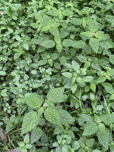 Grand Plante à pois 4