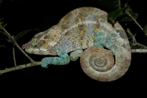 Cryptic Chameleon