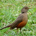 Rufous-bellied Thrush - Photo (c) Sandro Von Matter, all rights reserved, uploaded by Sandro Von Matter