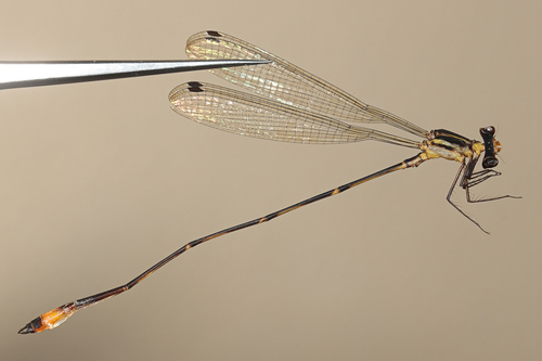 Heteragrion flavidorsum · iNaturalist