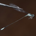 Acanthagrion phallicorne - Photo (c) Tim Faasen, all rights reserved, uploaded by Tim Faasen