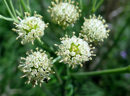Hymenopappus scabiosaeus var. corymbosus