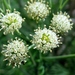 Hymenopappus scabiosaeus corymbosus - Photo (c) Suzette Rogers, all rights reserved