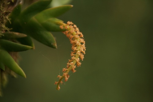 Oberonia disticha