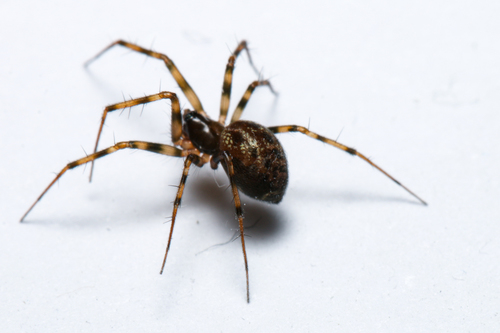 Lepthyphantes