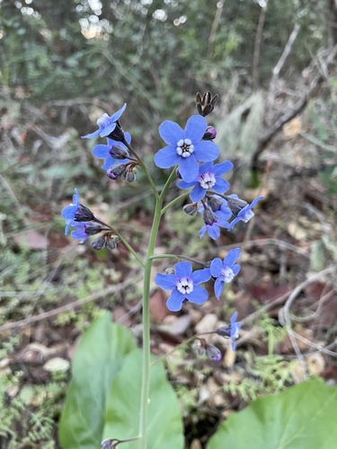 iNaturalist observation photo of Pacific hound's tongue