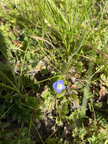 iNaturalist observation photo of bird's-eye speedwell
