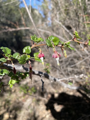 iNaturalist observation photo of hillside gooseberry