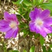 Pereskia grandiflora - Photo (c) Bill Levine, todos los derechos reservados, subido por Bill Levine