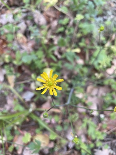 iNaturalist observation photo of buttercups