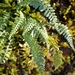 Smooth Rock Spleenwort - Photo (c) Louis VIVIER, all rights reserved, uploaded by Louis VIVIER